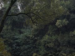 -南山植物园