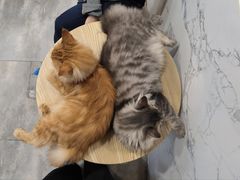 -楼上猫咖(罗湖店)