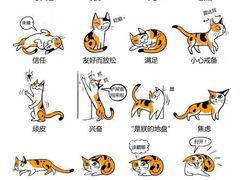 -喵zoo家庭繁育猫舍(尖东智能花园店)