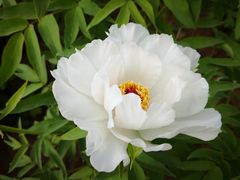 景点-洛阳国花园