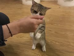 -萌喵宠狗爱心宠咖