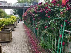 -长白岛森林公园