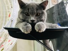 -猫亿天猫咖