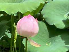 -莲花池公园