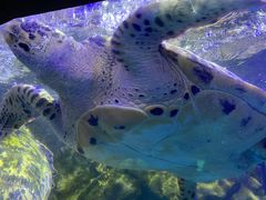 -太平洋海底世界