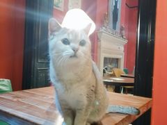 -猫色咖啡·猫咖
