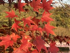 -田野绿世界