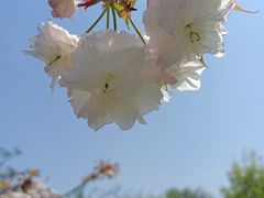 -花开海上生态园
