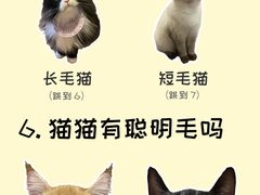 -翊宠yipet猫狗购宠庄园犬舍•猫舍