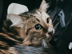 -宠物星动物医院·眼科·异宠·猫科(江南大道总院)