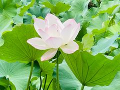 -四川大学(华西校区)