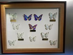 -上海昆虫博物馆