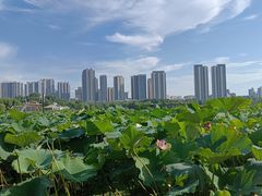 -月湖风景区