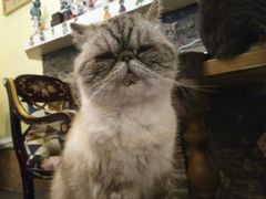 -猫色咖啡·猫咖