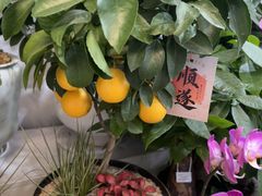 -淘花源花艺鲜花店 开业花篮 绿植(南部商务区店)