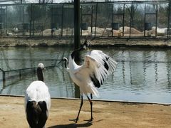 -盐城丹顶鹤湿地生态旅游区