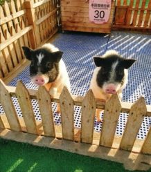 -萌宠亲子动物乐园(槐房万达店)