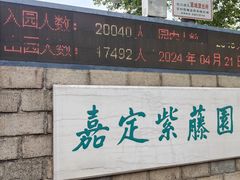 -嘉定紫藤园
