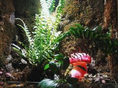 -野菌皇海景野生菌火锅(滨海大道店)