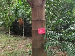 -中国科学院西双版纳热带植物园