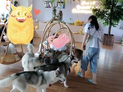 -Husky Go! 哈士奇体验馆·宠物咖啡厅狗咖