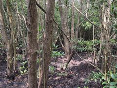 -东寨港红树林旅游区