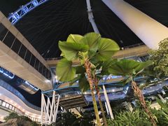 -新加坡摩天观景轮