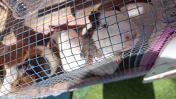 -萌宠亲子动物乐园(槐房万达店)