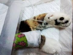 -北京观赏动物医院·24小时大型综合·猫专科·异宠专科