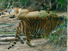 -泉州海丝野生动物世界
