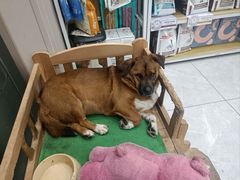 -瑞鹏宠物医院·超声·骨科·奇麟分院(蜀都万达店)