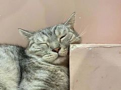 -猫儿山۰猫主题餐厅