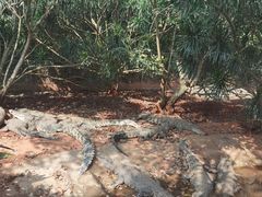 -海南热带野生动植物园