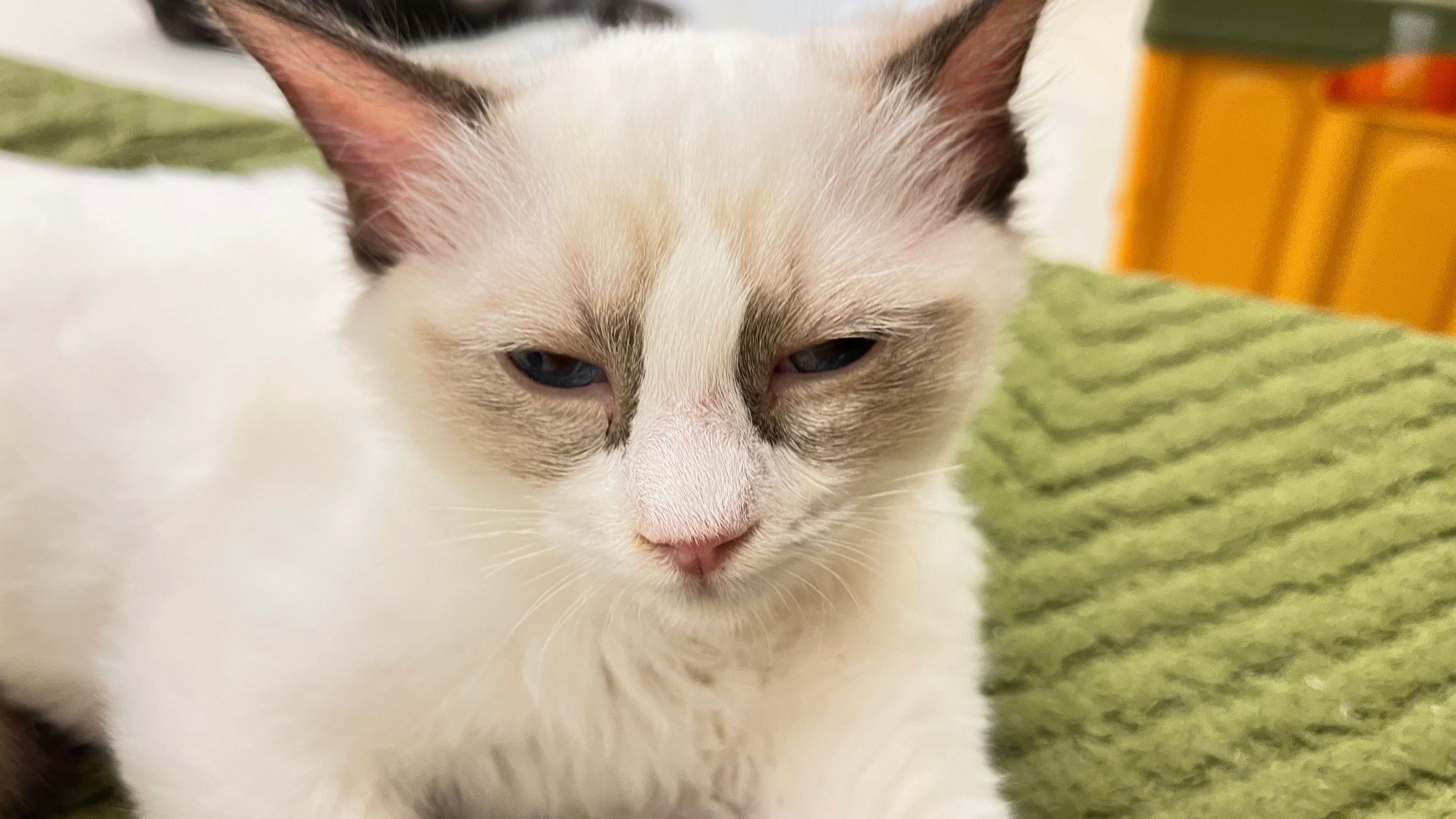 小猫床上呼呼大睡