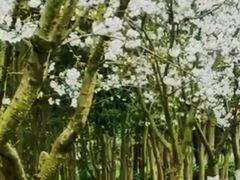 -天适樱花悠乐园