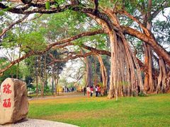 -瑞丽独树成林风景区