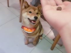 -柴务处·柴犬主题狗咖