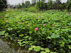 -祥源·阜阳生态乐园