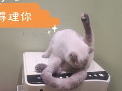 -藏猫猫咖啡主题馆(中央大道店)