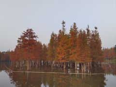 -白鹭湾湿地公园