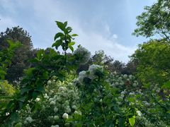 -铁山坪森林公园