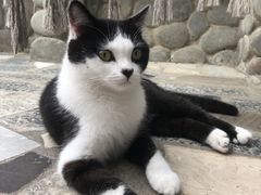 -喵屿·大理花园猫咖