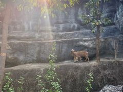 -清迈夜间动物园
