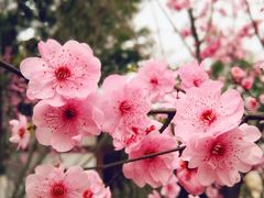 -重庆彩云湖湿地公园