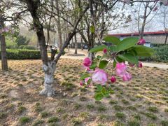 -海棠花溪(元大都城垣遗址公园)