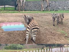 -沈阳森林动物园