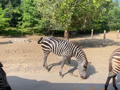 -北京野生动物园