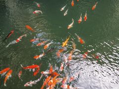 -上海浦东星河湾酒店