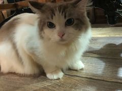 -more than meow吴止猫主题餐厅(承德 中船汇店)