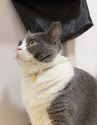 -周大福CHOW TAI FOOK(宝山苏宁易购店)